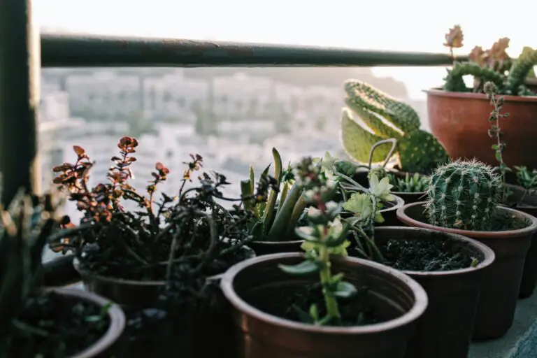 Succulent in soil, indicating the importance of right soil acidity for plants