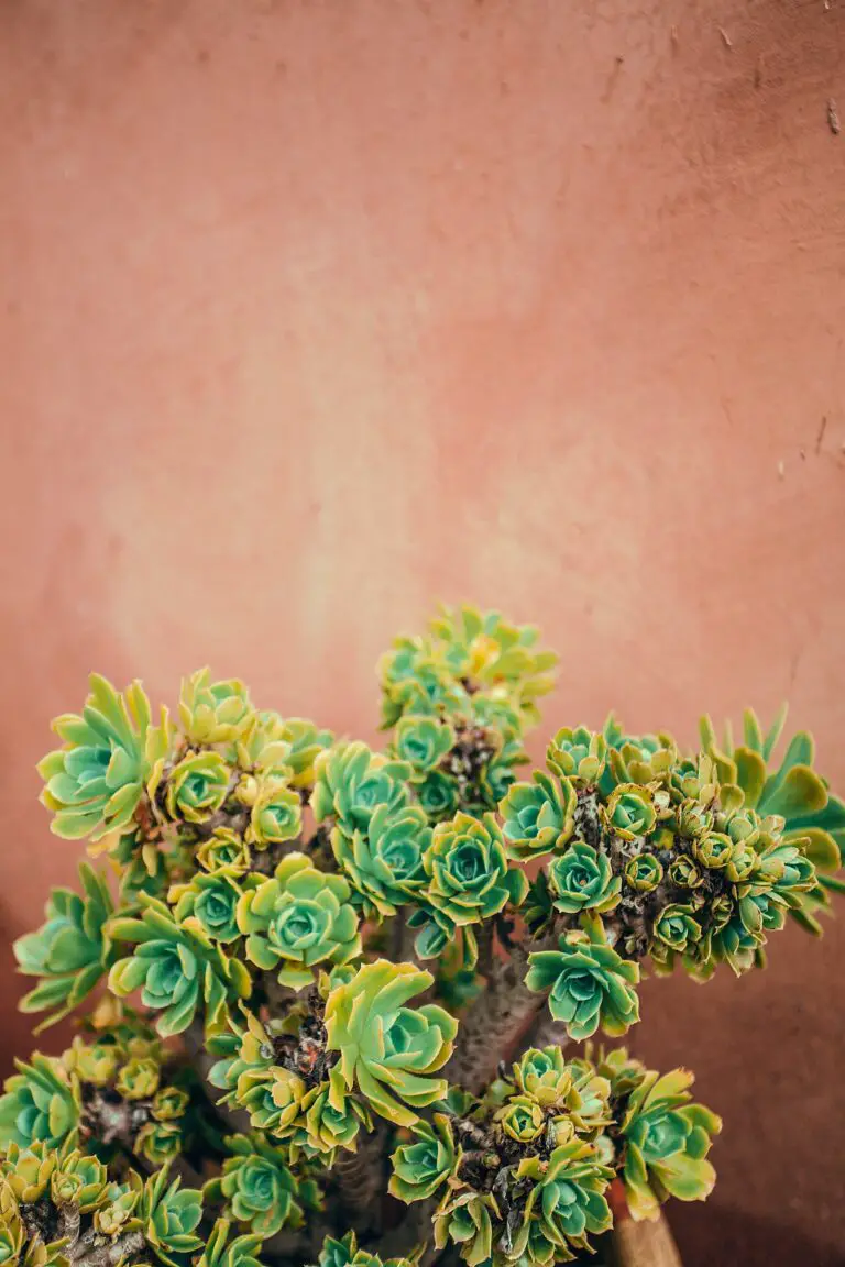 Succulent leaf propagation on brown background