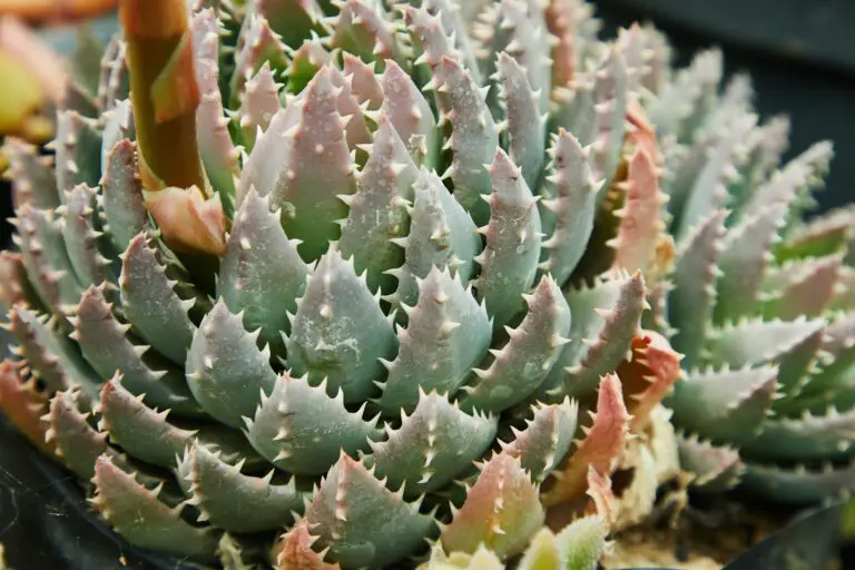 Succulent plant of Aloe ferox with short green leaves with small sharp prickles growing in botanical garden