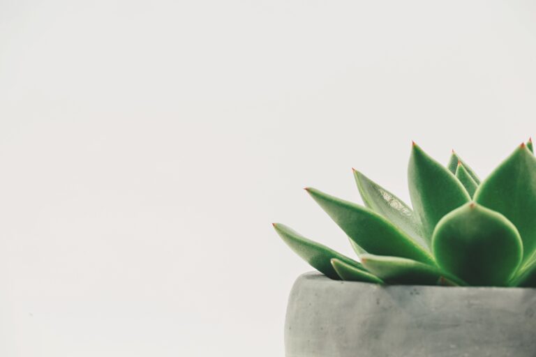 Succulent plant on gray pot showcasing shallow roots