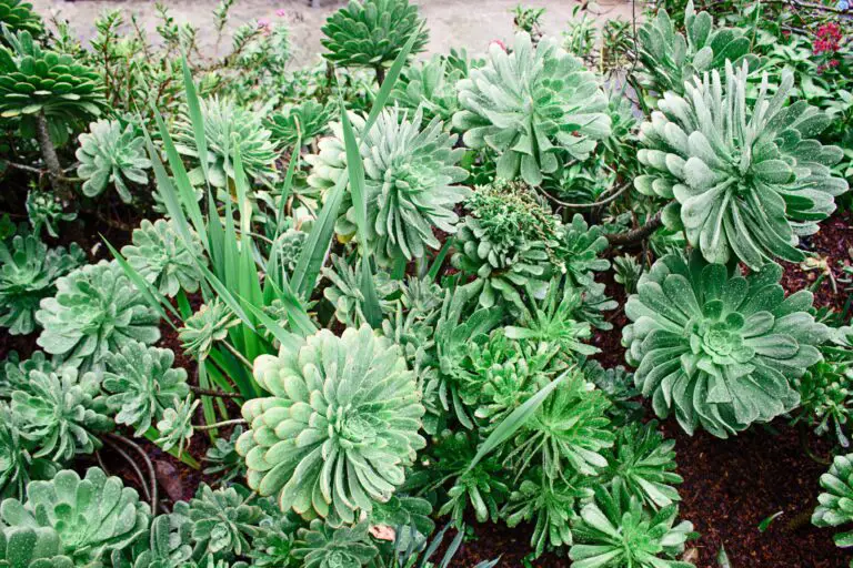 Succulents thriving in soil with the right pH balance