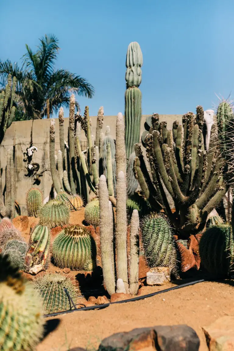 Thorny succulents growing in sunny weather with shallow roots