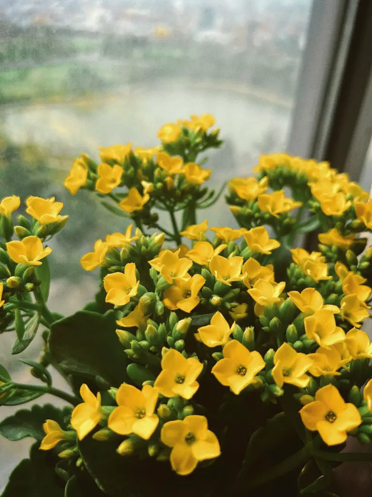 Vibrant Kalanchoe Thyrsiflora Succulent