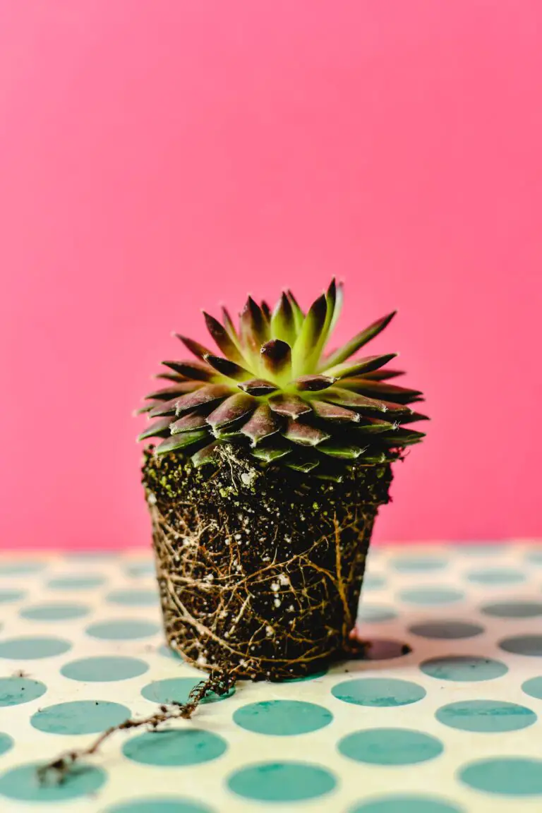 do succulents have shallow roots, brown and green succulent plant on pink background