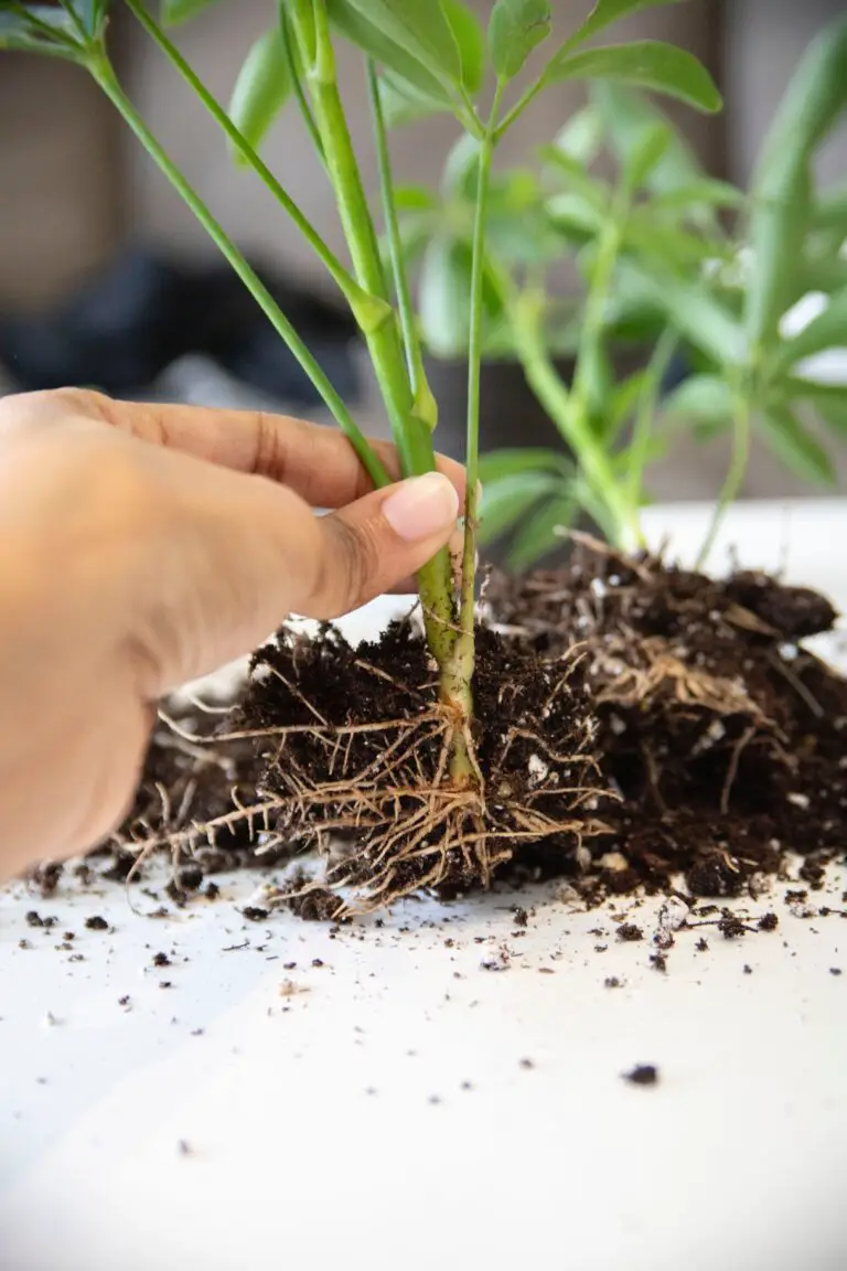 do succulents have shallow roots, hand holding a plant with bare roots