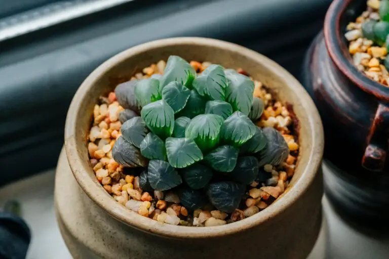 haworthia mutica, A Succulent Plant on a Pot