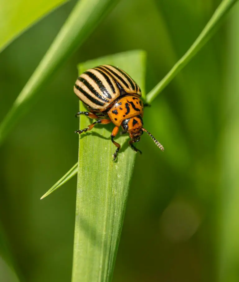 senecio plant pests beetle on green plant