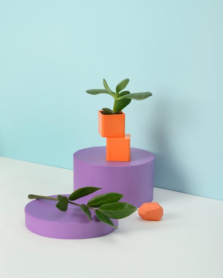 A Gollum Crassula elegantly displayed on an orange container