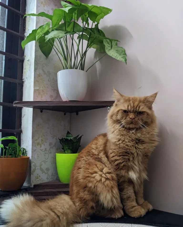 A non-toxic houseplant with a cat nearby, highlighting safe plants for cats.