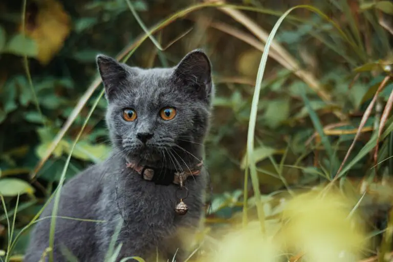 Are crassula plants toxic to cats - Cat among Plants