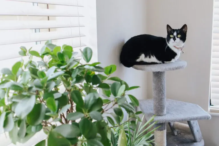 Are crassula toxic to cats - Adorable cat lying near plant looking concerned