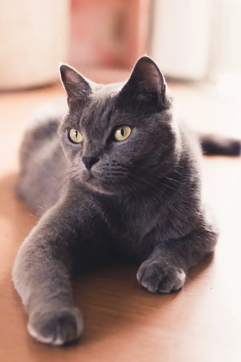 Are crassula toxic to cats - Close-up Photo of a Russian Blue Cat Lying Down