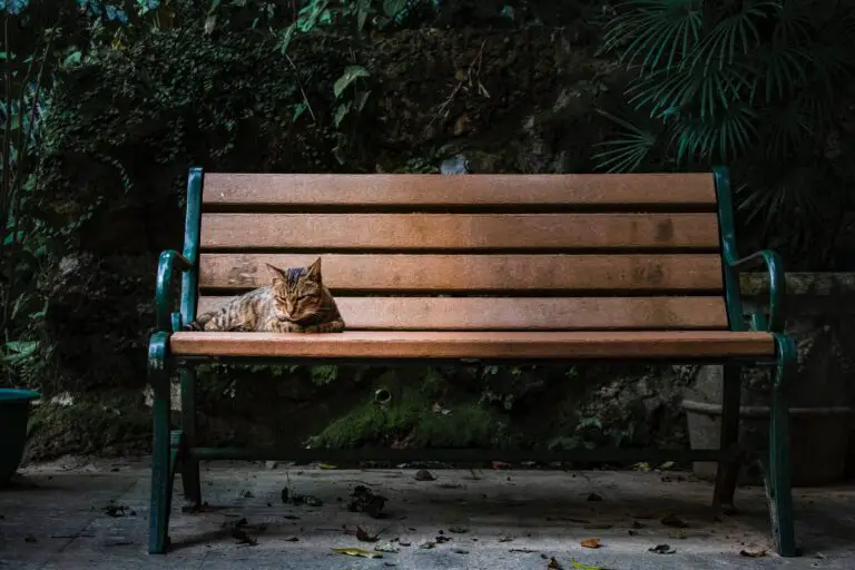 Are crassula toxic to cats - Gray Cat Lying on Brown Bench