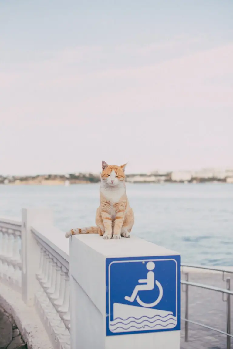 Concerns about the toxicity of Crassula plants to cats