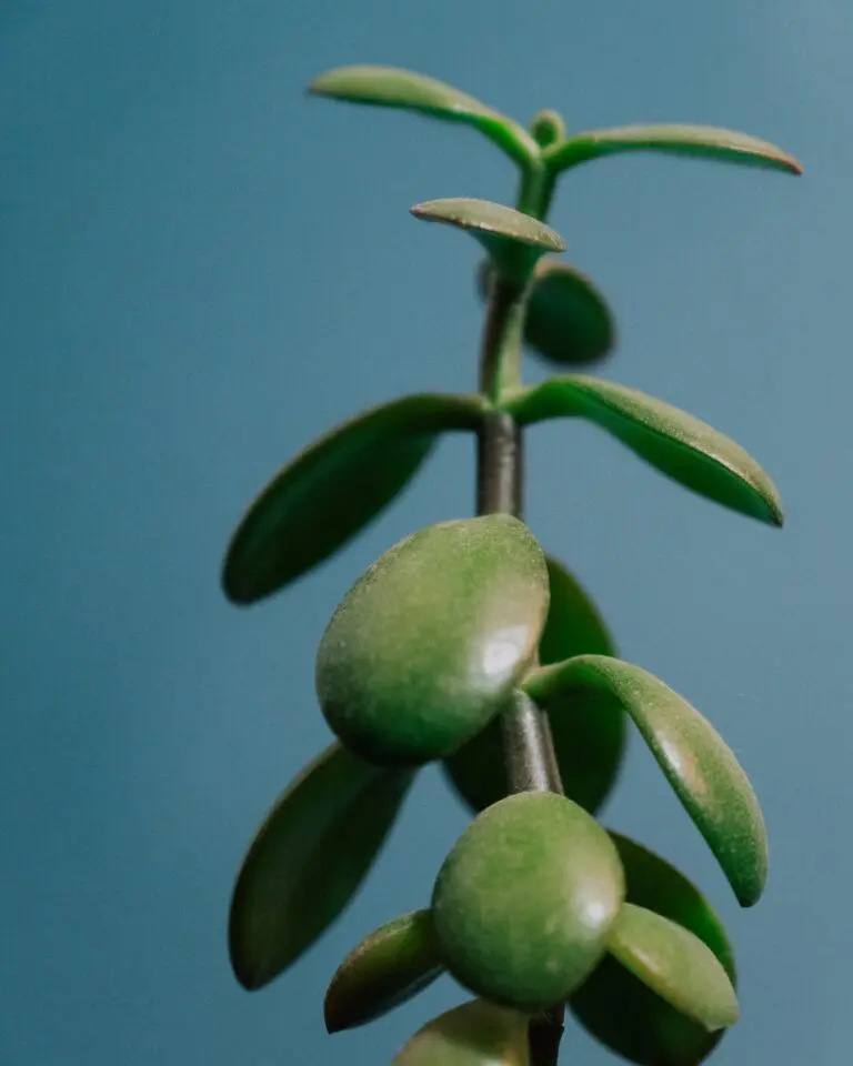Crassula Calico plant with green leaves on blue background