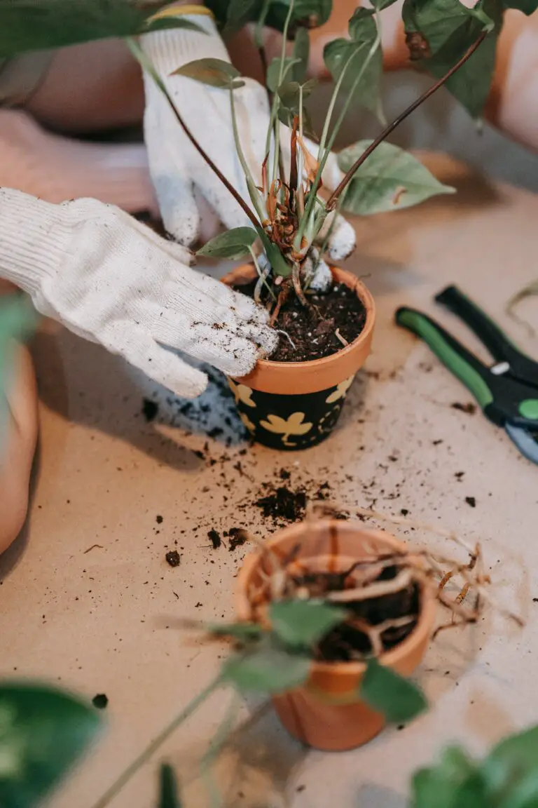 Crassula Calico soil and pot preparation