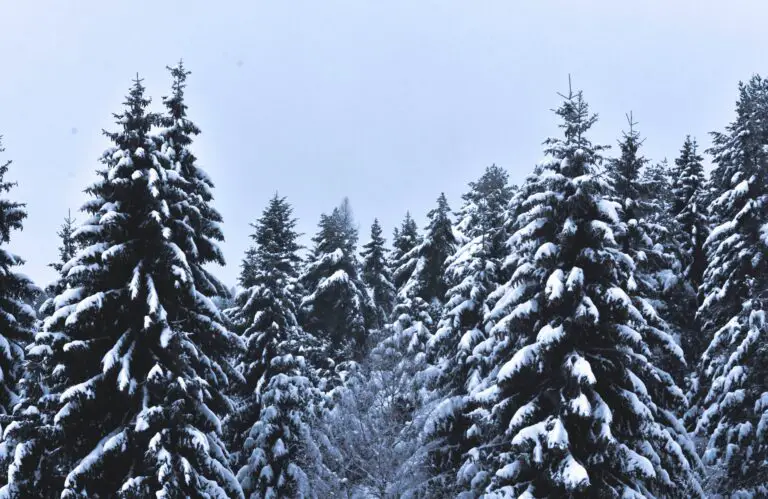 Crassula are nevoie de soare - Snow Covered Pine Trees Under Cloudy Sky