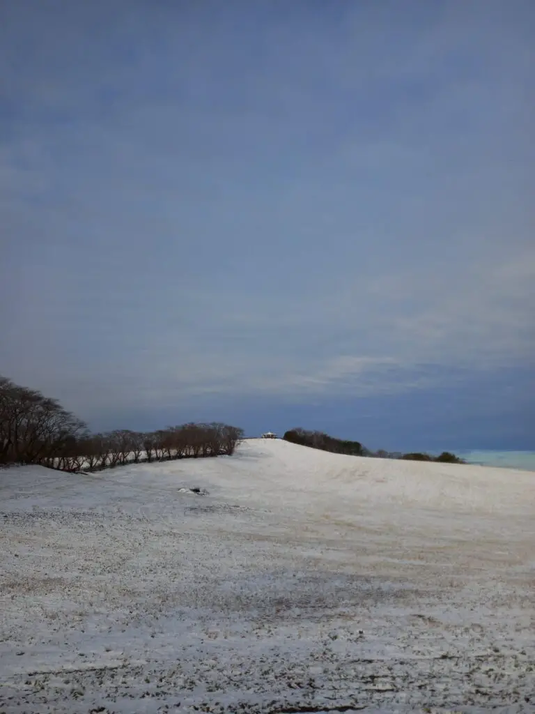 Crassula in winter landscape