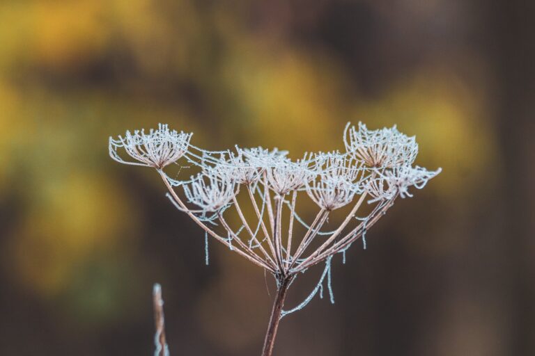 Crassula plant in frost conditions displaying are crassula frost hardy