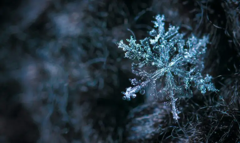 Crassula plants enduring frost with resilience