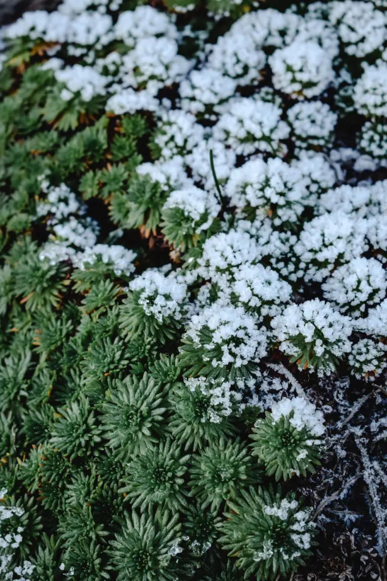 Crassula plants thriving in a snowy winter environment