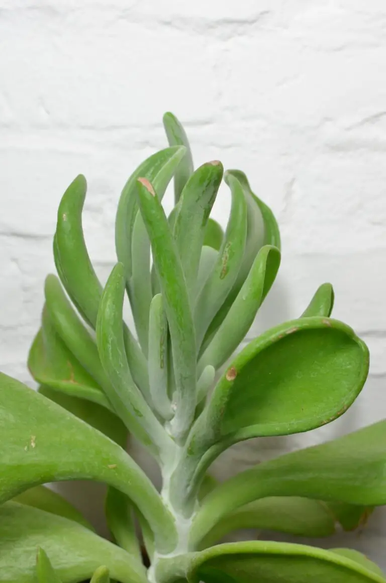 Crassula socialis with lush green leaves on white background