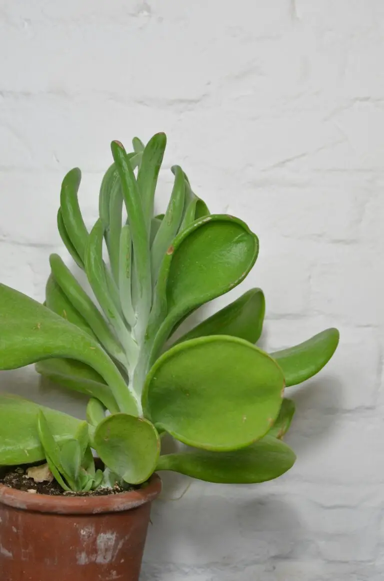 Gollum Crassula with wavy green leaves in a clay pot