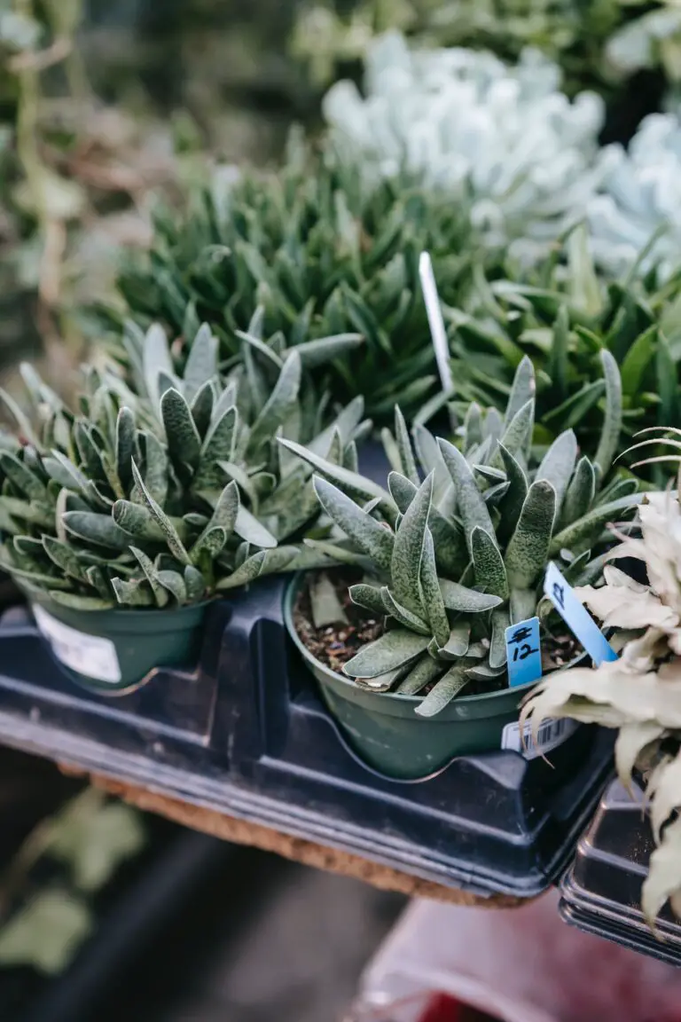 Haworthia propagation lush potted plants