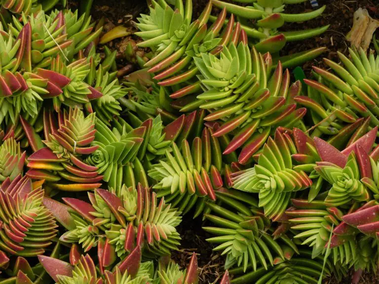 Ideal conditions for Crassula growth showcase the robust nature of these plants