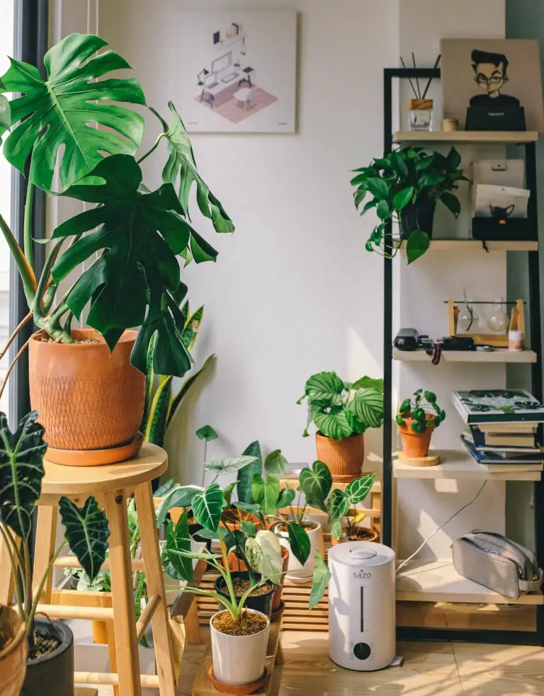 Non-toxic cat-friendly houseplants including peperomia and spider plants, safe for cats