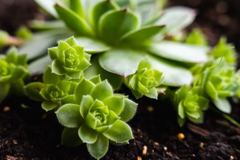 Sempervivum Arachnoideum, a close-up of the cobweb-covered succulent