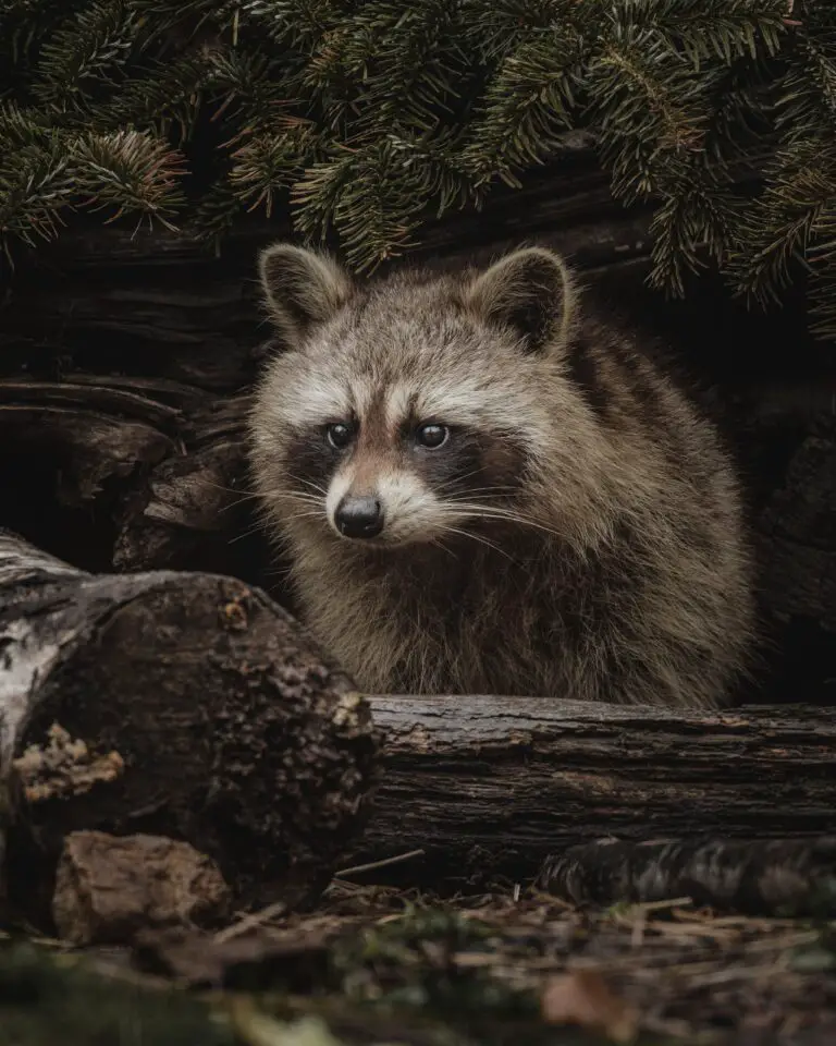 Sempervivum arachnoideum native habitat with curious raccoon in forest