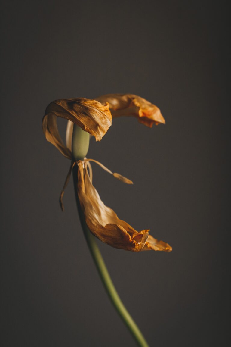 Sempervivum death bloom, a fading petals of blooming flower with long green stem on blurred black background