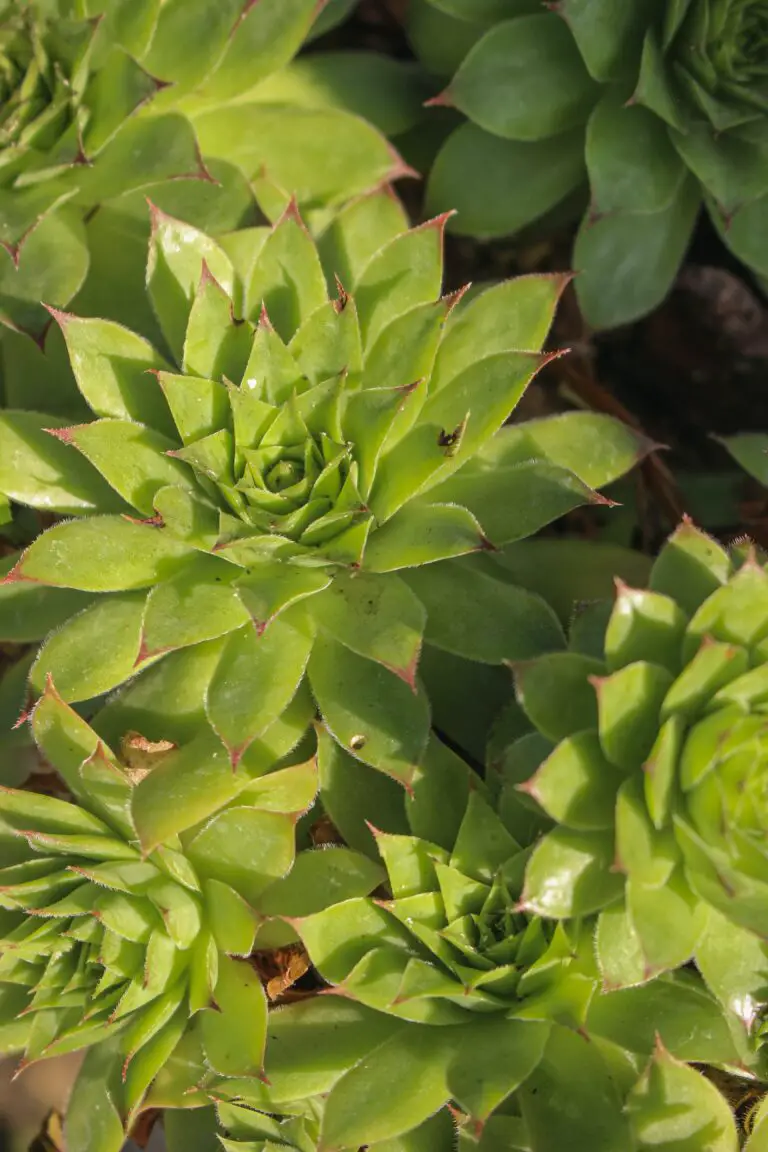 Sempervivum etiolated under inadequate light conditions