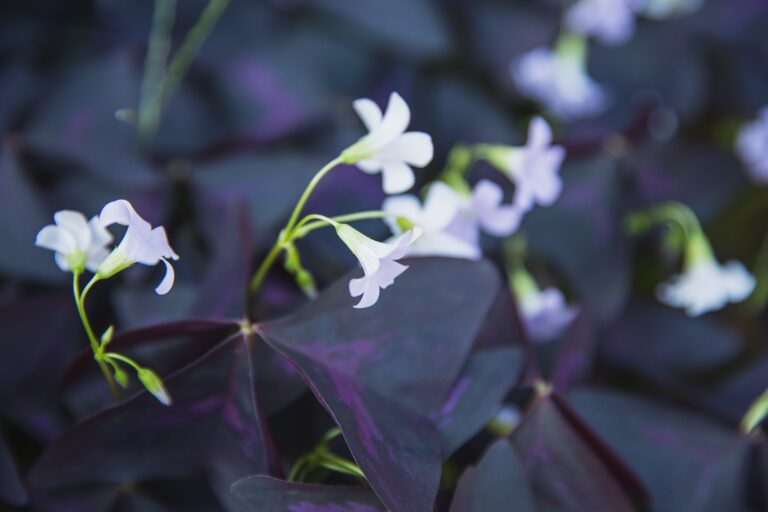 Senecio Triangularis thriving in optimal growing conditions