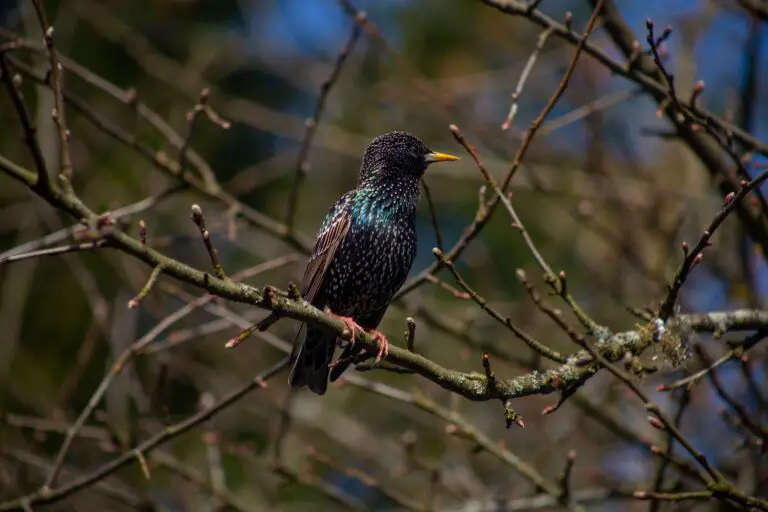 Senecio vulgaris, a common resident in various ecosystems, pictured with a Common Starling