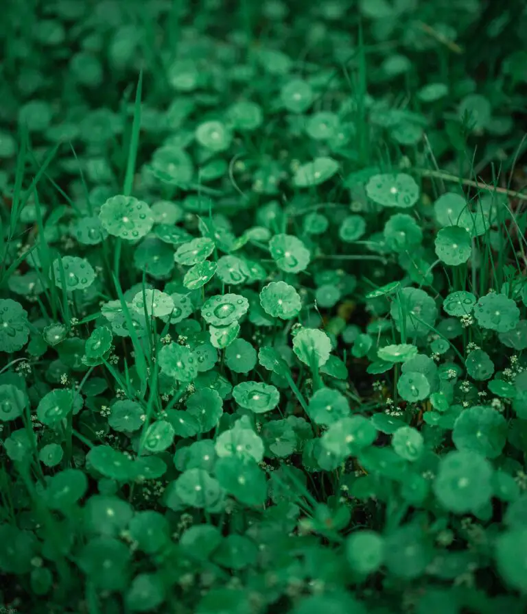 Senecio vulgaris among green plants with water droplets