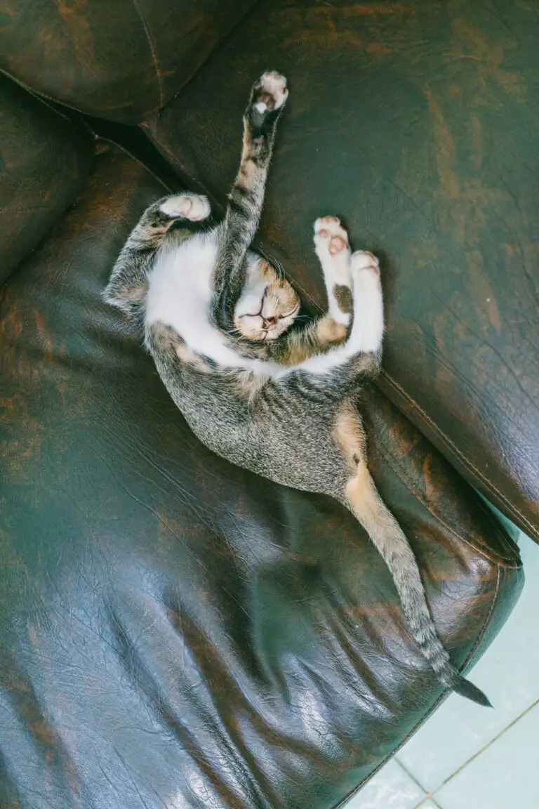 Tabby Cat Sleeping on Sofa with potential exposure to Crassula, toxic to cats