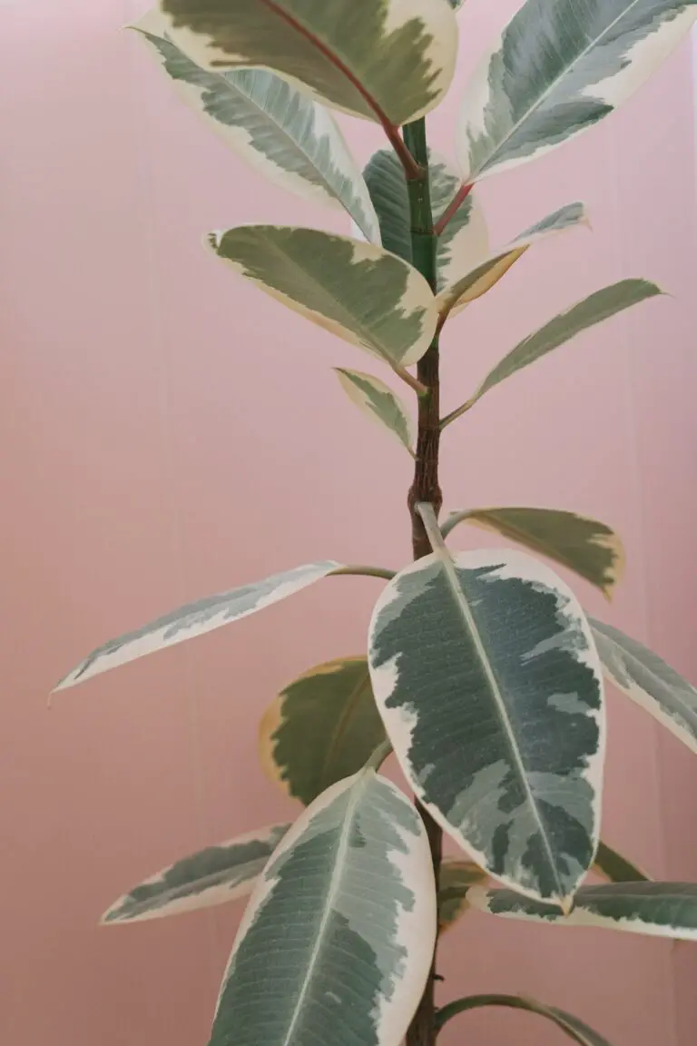 Variegated Haworthia Plant