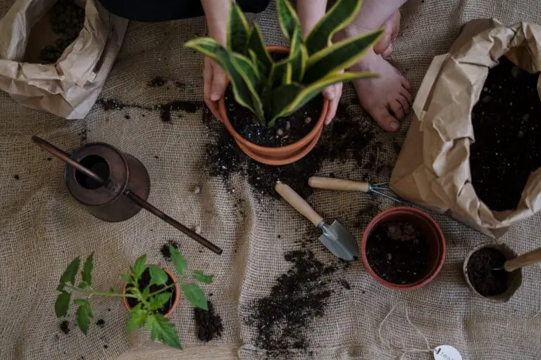 are all crassula poisonous to cats - Green Plant on Brown Clay Pot