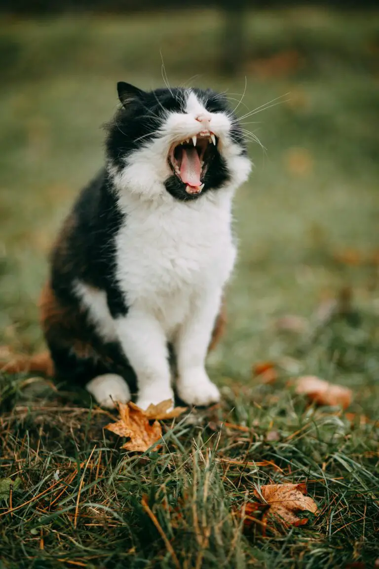 are crassula poisonous to cats, Selective Focus Photo of Cat