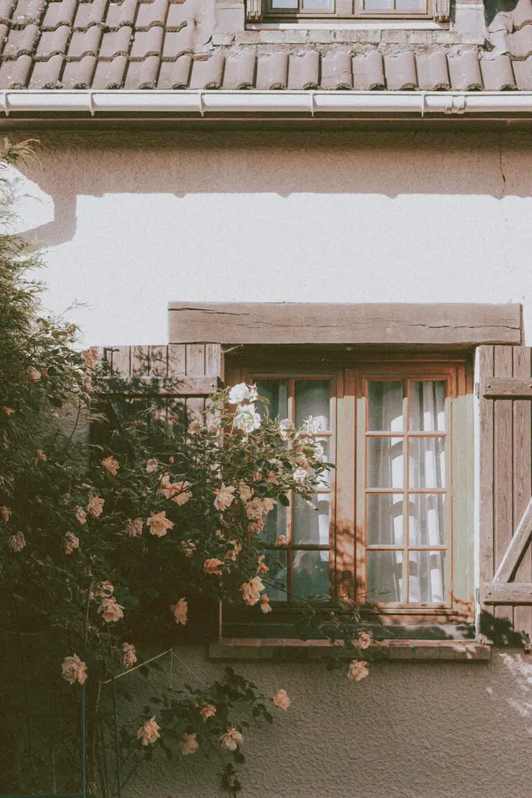 A Crassula plant thriving outdoors next to a cozy residential house