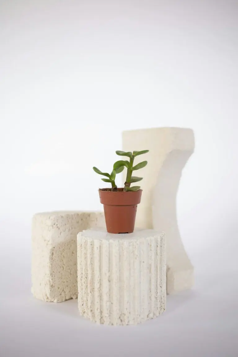 A potted Jade Plant, emblematic of where jade plants are from, on a White Round Stand