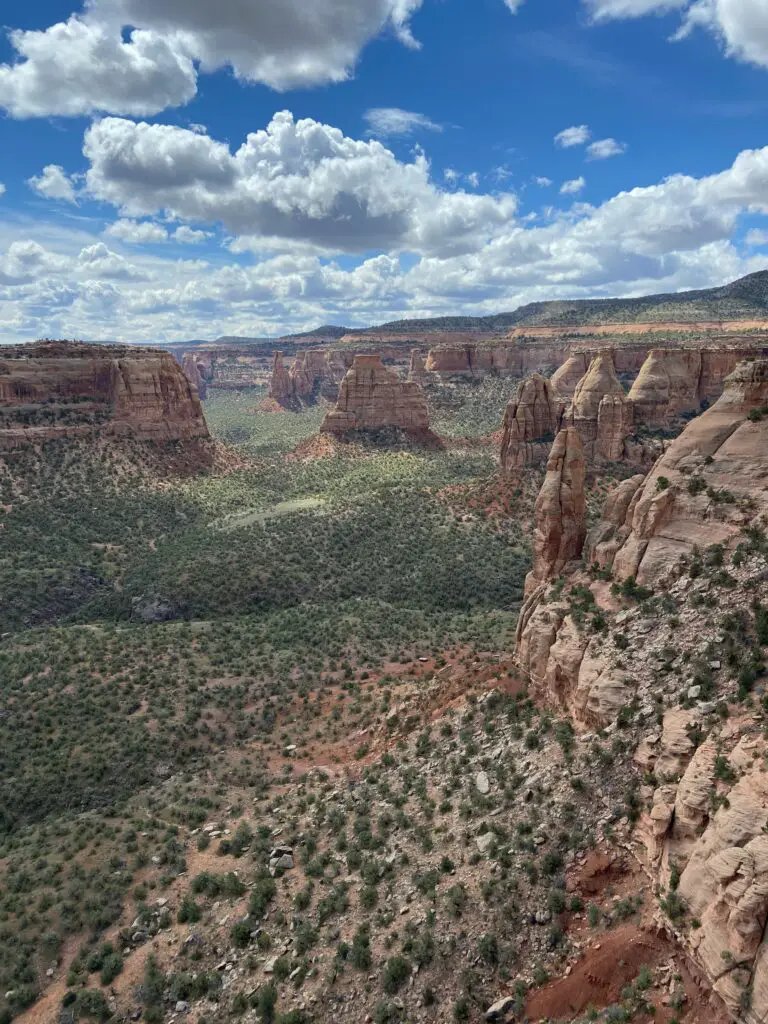 CAM plants thriving in the desert environment