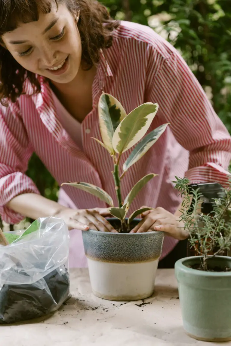 Can Crassula Ovata live outside during seasonal care