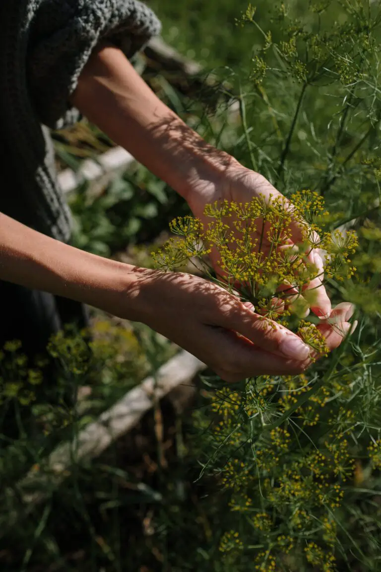 Can a Crassula live outside with proper care