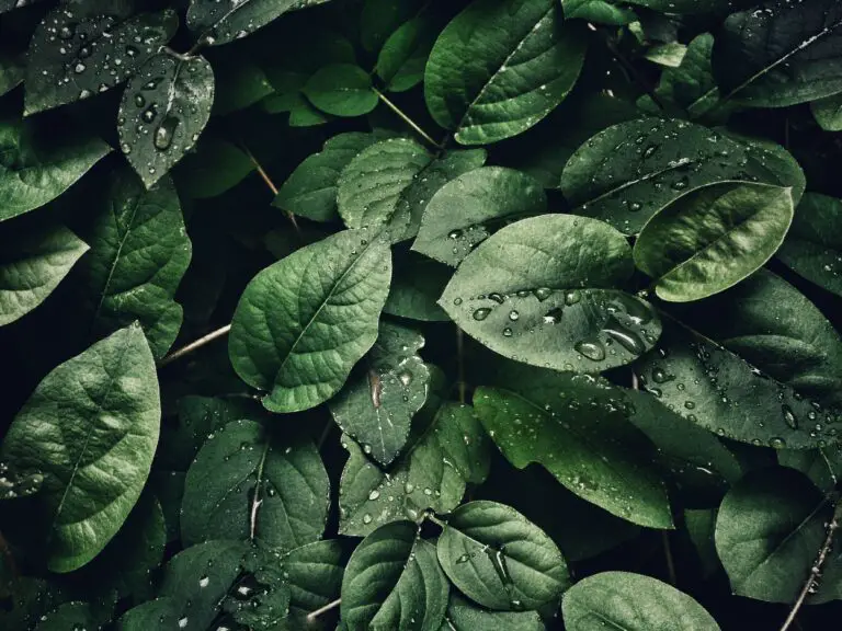 Close-Up Photography of Leaves With Droplets, perfect for can you propagate crassula in water article