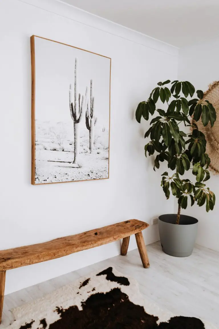 Crassula Jade Plant enhancing the interior of a modern apartment