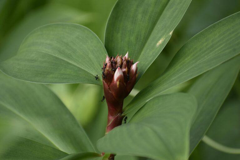 Crassula Ovata in bloom, an image showcasing the beauty and significance of the plant's flowers