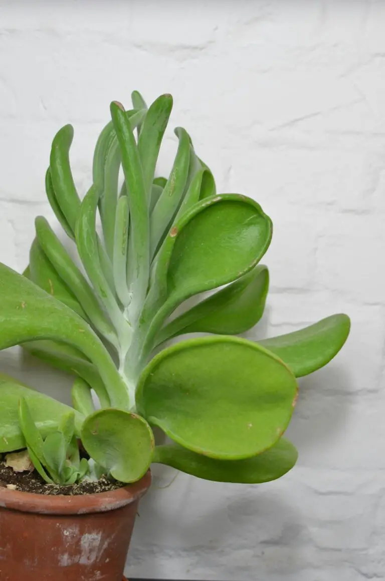 Crassula ovata after repotting with thick leaves and stems